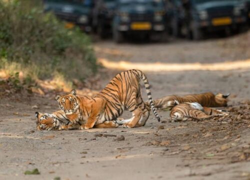 Jim-Corbett Tiger Safari