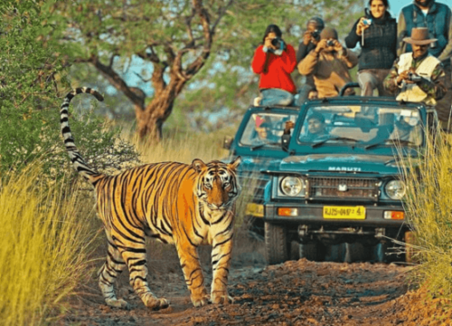 Ranthambhore Tiger Safari