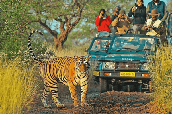 Ranthambhore Tiger Safari